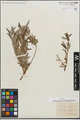 Foto von Salix repens subsp. rosmarinifolia (L.) Andersson
